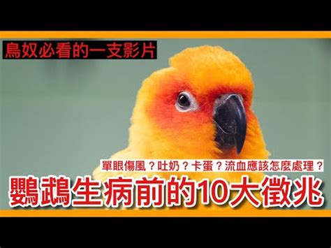 看到死掉的鳥